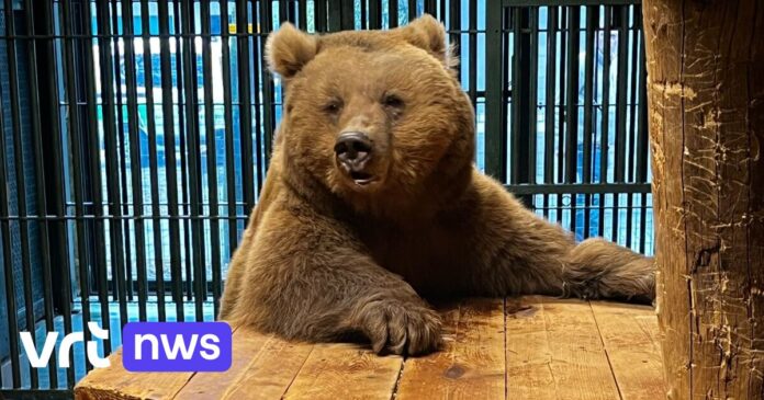 Natuurhulpcentrum van Oudsbergen redt bruine beer Trishka uit Kazachstan: