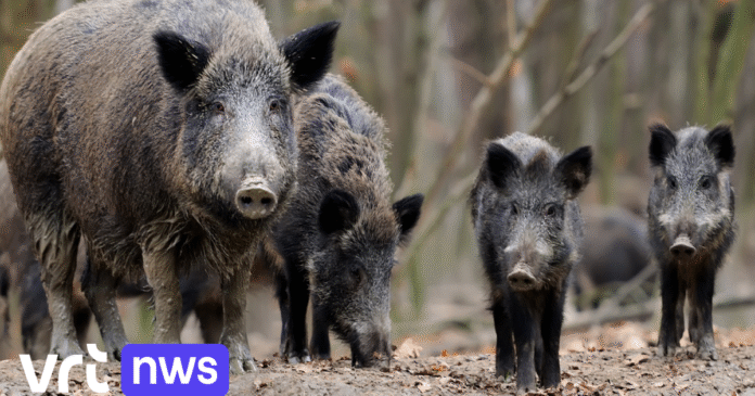 Drie everzwijnen met biggen gespot in Muizenbos in Ranst, Natuur en Bos gaat ze afmaken: