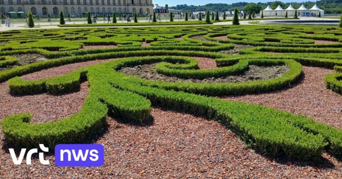 Roeselaarse boomkwekerij Willaert levert 112.000 buxussen aan de tuinen van Versailles: