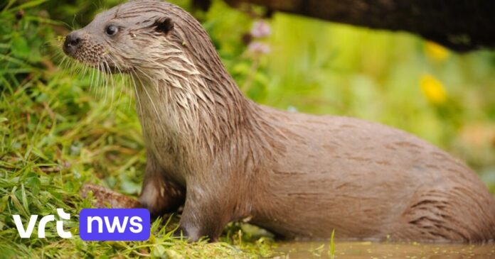 Zeldzame otter gespot in Blaasveldbroek in Willebroek: