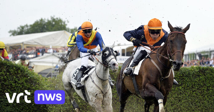 Recordbedrag van 200.000 euro voor wedstrijd met Arabische volbloedpaarden op Waregem Koerse