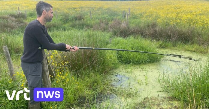 Westhoek spoort zeldzame kamsalamanders op met DNA in waterstalen: