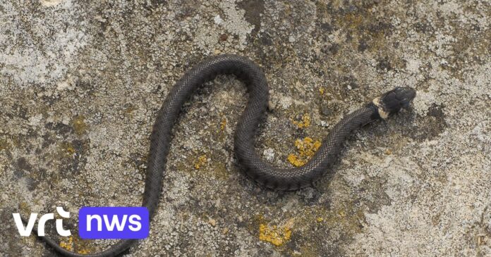 Droogte lokt ringslangen naar tuinen: