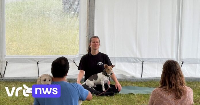 Van hondenyoga tot hondenbier: dierenliefhebbers verzamelen in Brussel voor hondenfestival Woofstock