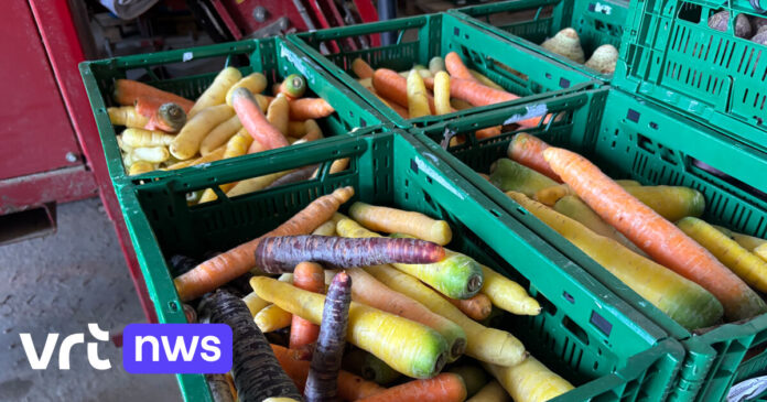Bioboeren Pieter-Jan en Maarten uit Sint-Margriete zoeken kopers voor 6 ton 'lelijke' wortels