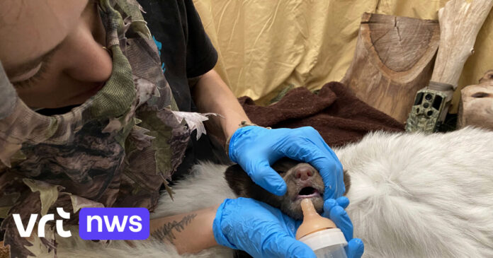 Dierenverzorgers proberen verwaarloosd berenjong bewust te redden in camouflagekledij of berenpak: