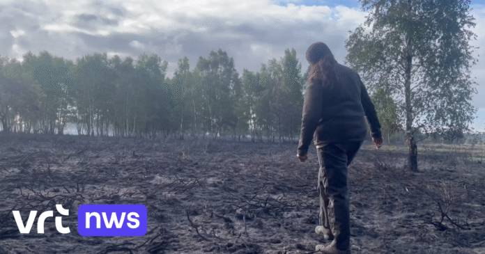 Boswachter meet schade op na brand in Nationaal Park Hoge Kempen: