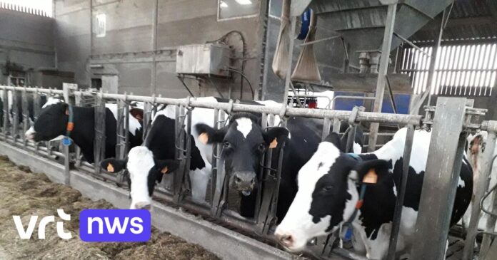 Melkboeren Pajottenland niet getroffen door sluiting Olympia: