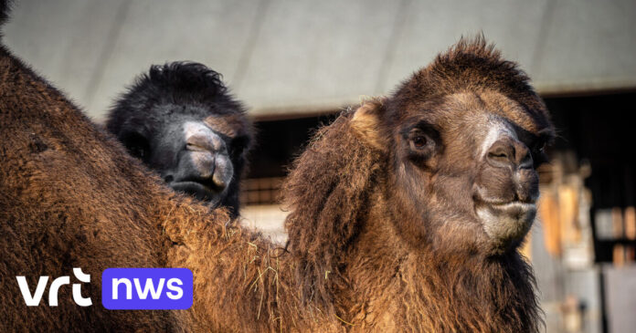 Bezoekers en personeel ZOO Planckendael verrast door onverwachte geboorte kameeltje in open lucht