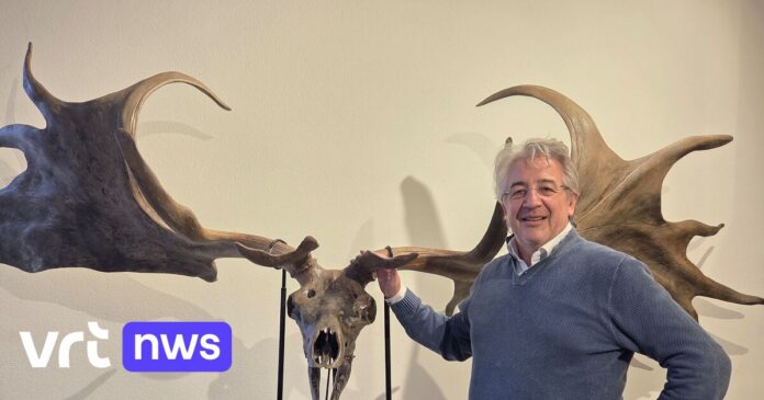 Prehistorisch hertengewei geraakt niet verkocht bij Gents veilinghuis:
