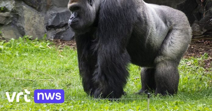 Kan 1 gorilla winnen van 100 man? Bioloog Dirk Draulans buigt zich over bizarre virale vraag
