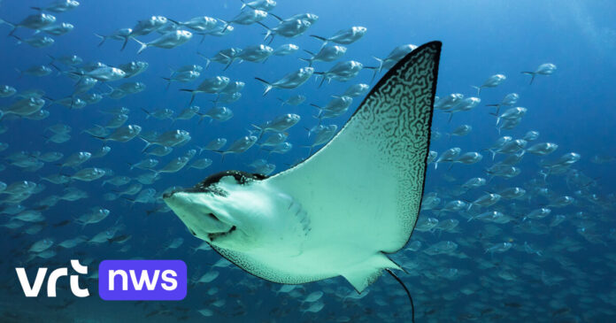 Een derde van alle haaien en roggen bedreigd: eerste 'Starfish Barometer' luidt alarmbel over gezondheid van oceanen