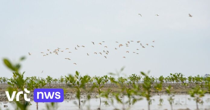 Vlaams mangrovebos voor kust van Ecuador groeit